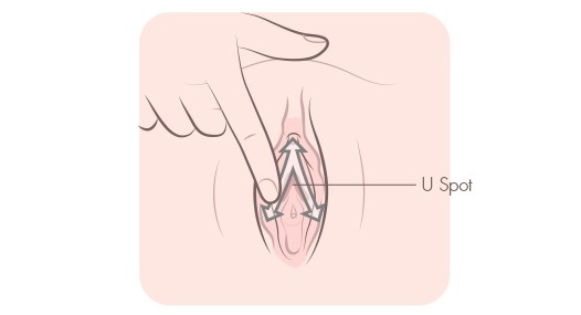 Ilustração mostrando a localização do Ponto U entre o clitóris e a uretra