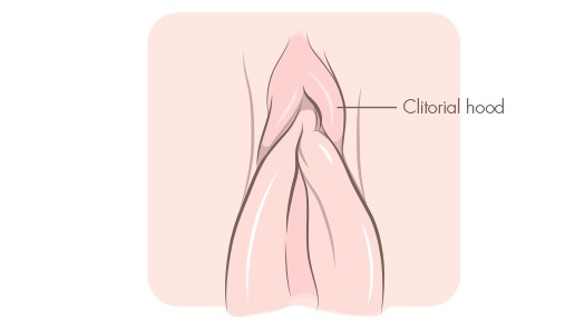 Ilustração mostrando o capuz clitoriano cobrindo o clitóris