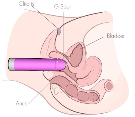 Vista em corte mostrando o vibrador posicionado no Ponto G