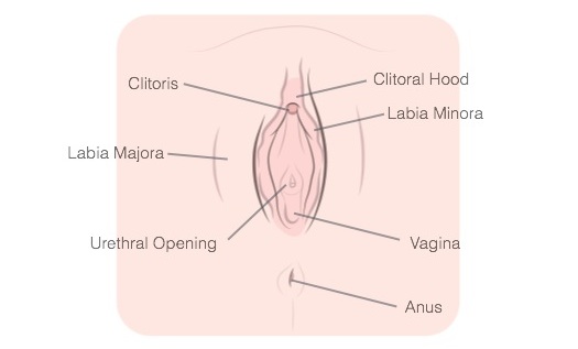 Diagrama anatômico mostrando a vulva vista de frente: clitóris, capuz clitoriano, lábios maiores e menores, abertura uretral, vagina e ânus